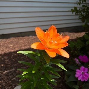 Meet your Posher, Oliver